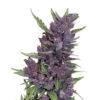 Auto Purple Kush Seeds 2 Auto Purple Kush Seeds