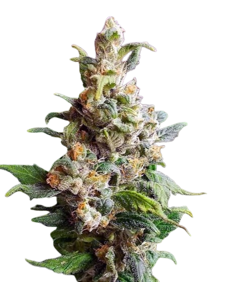 Auto Super Lemon Haze Seeds 1 Auto Super Lemon Haze Seeds
