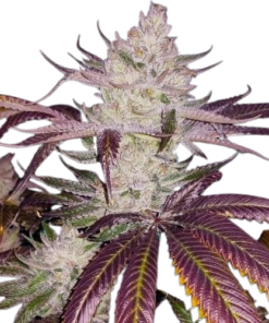 Get Platinum Cookies Seeds