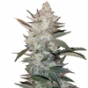 Order True Og Kush Seeds