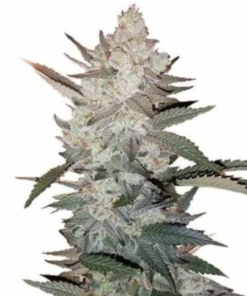 Order True Og Kush Seeds