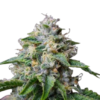 Skywalker Og Seeds For Sale
