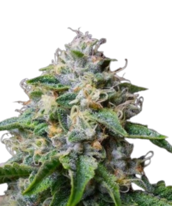 Skywalker Og Seeds For Sale