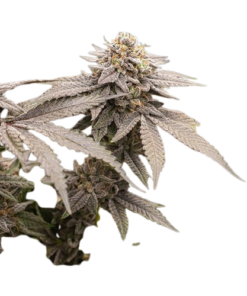Dynamite Diesel Cannabis Seeds