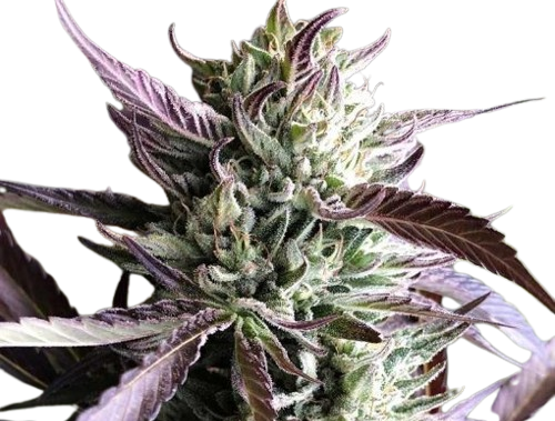 Gelato Marijuana Seeds For Sale 1 Gelato Seeds
