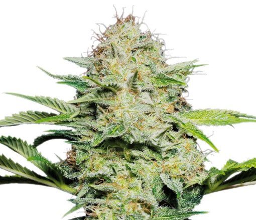 Kashmir Kush Seeds 1 Kashmir Kush Seeds