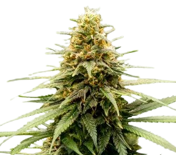 Buy Lemon Skunk