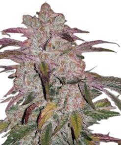 Purchase Purple Thai Seeds