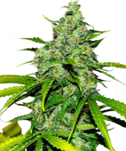 Stardawg Cannabis Seeds Sales