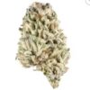 Buy Biscotti Indica Strain