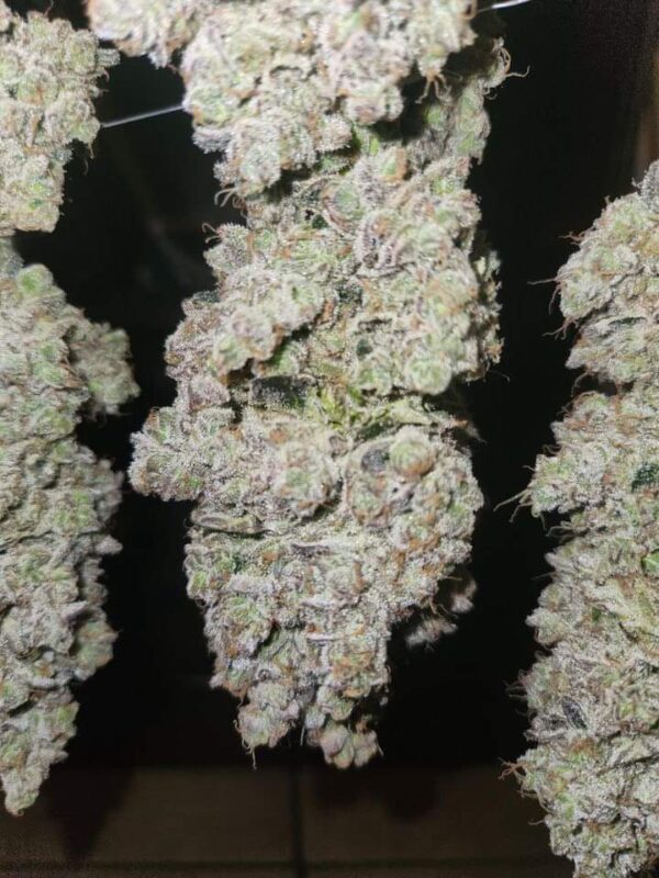 Fb Img 1719267346078