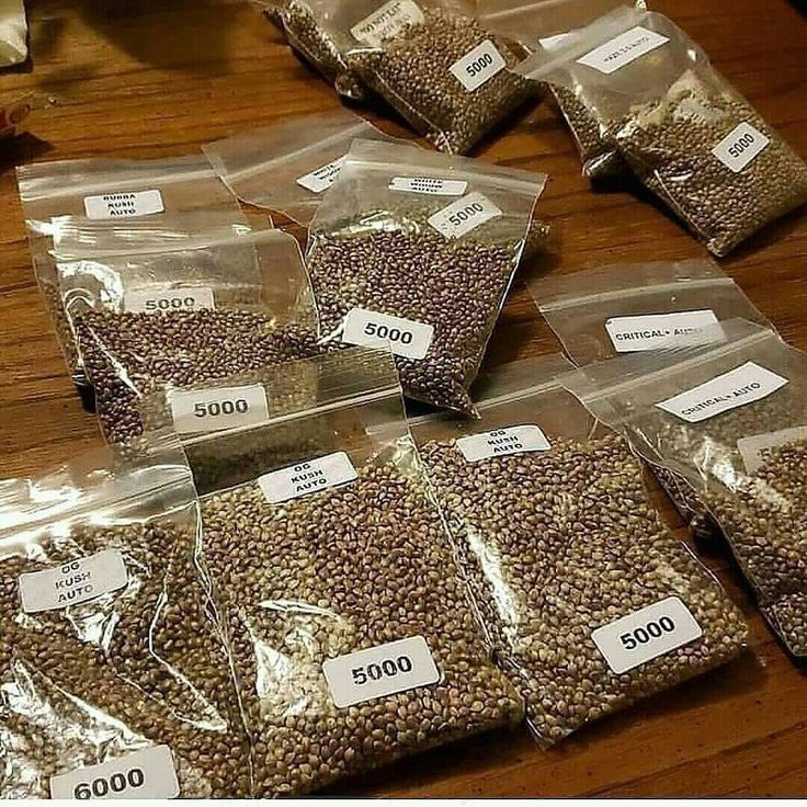 High Thc Seeds For Potent Results