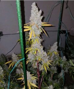 Marijuana Indica Sales Online