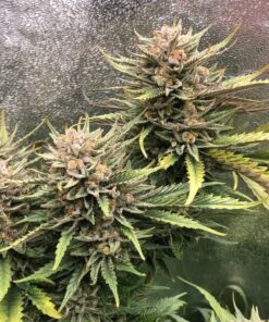 Buy Feminized Cannabis Seeds