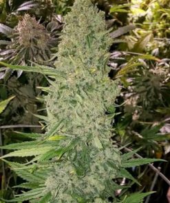 Regular Cannabis Seeds For Sale