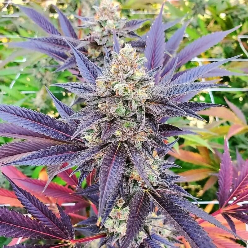 Affordable Feminized Cannabis Seeds Usa