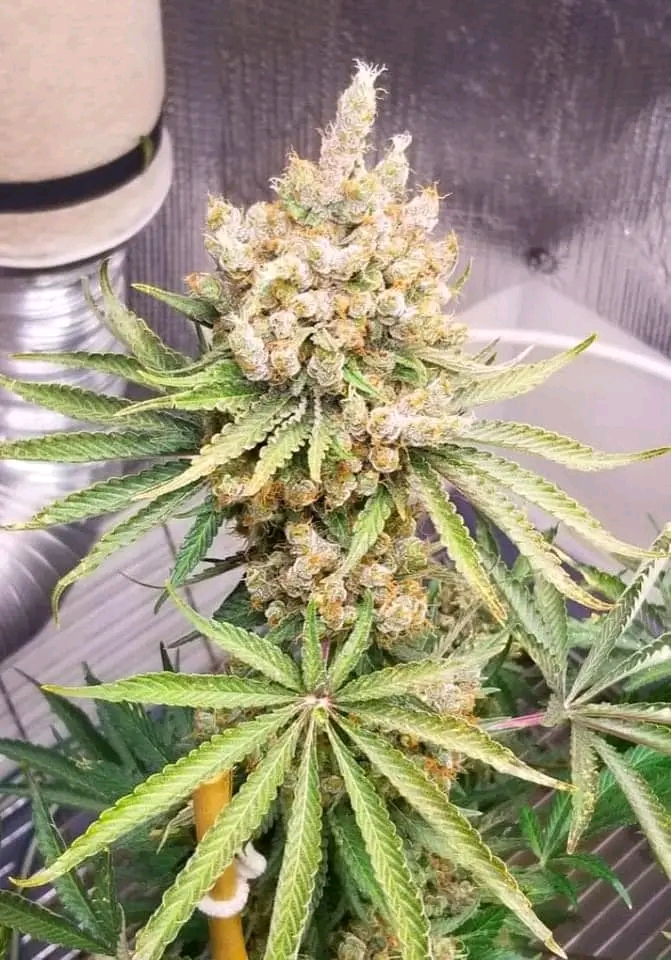 High-Quality Cannabis Seeds Usa