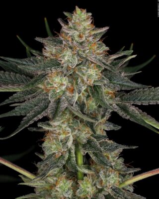 Fb Img 17276111716179657