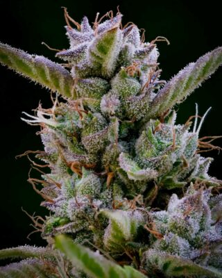 Fb Img 17276114046301360