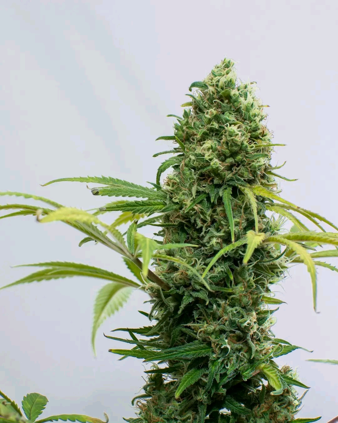 Affordable Cannabis Seeds Usa
