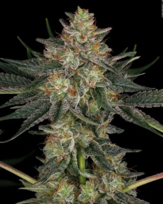 Fb Img 17313109814469269 1