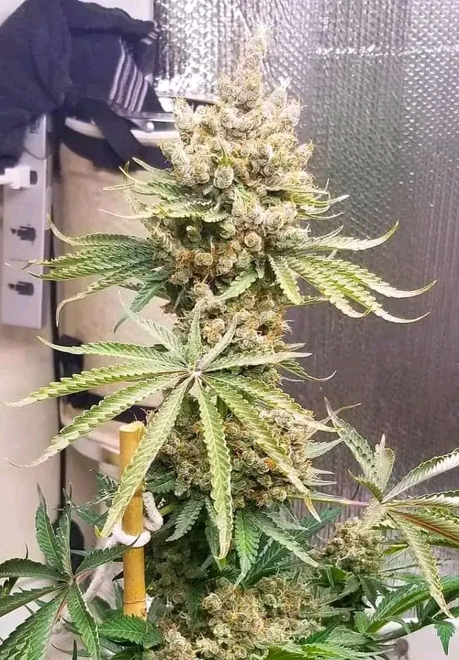 Where To Buy Cannabis Seeds Usa