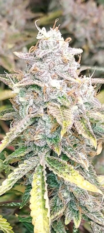 Fb Img 17361237535158167 2