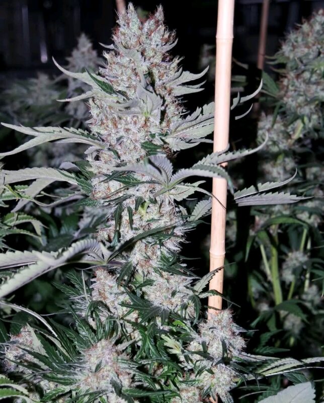 Fb Img 17361743195520579 1