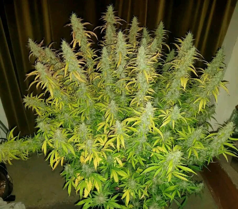 Fb Img 17367563547466524 1