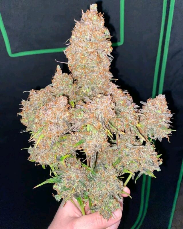 Affordable Feminized Cannabis Seeds Usa