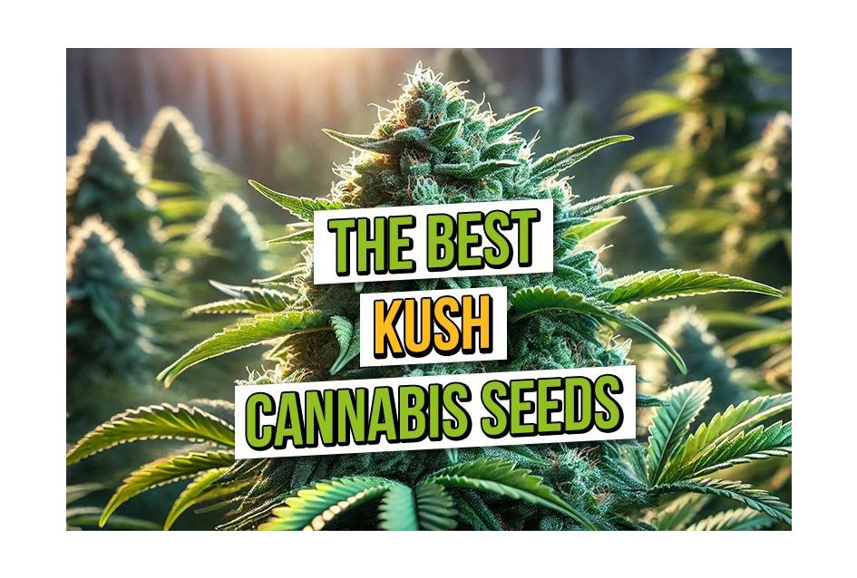 Buy Cannabis Seeds In Usa