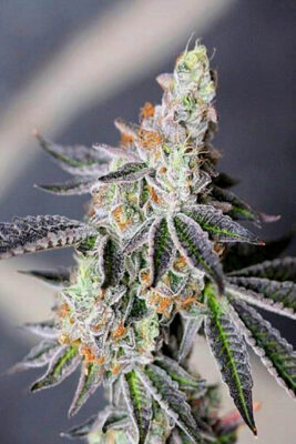 Buy Animal Mints Premium Cannabis Seeds Near Me