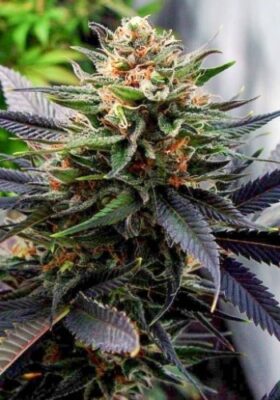 1.Buy Gelato Marijuana Seeds Online