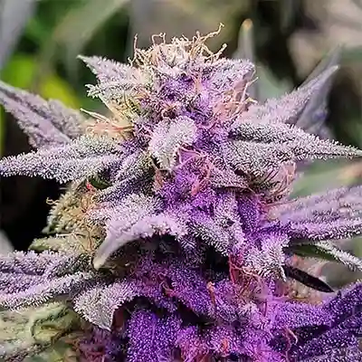 Buy Purple Thai Feminized Seeds Near Me