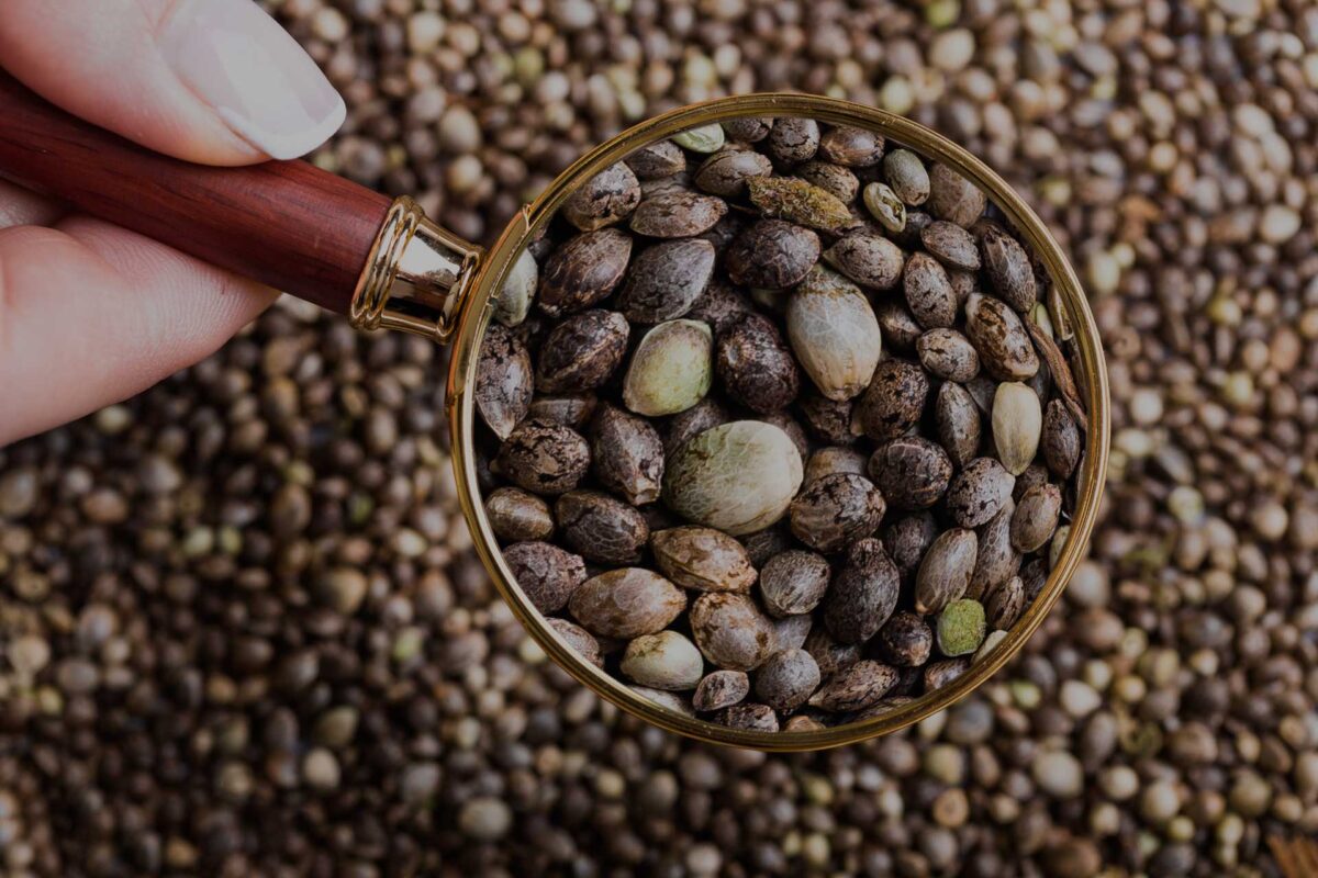 How To Germinate A Cannabis Seed