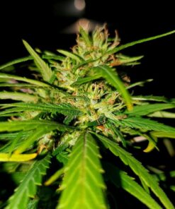 Umami Cannabis Seeds For Sale