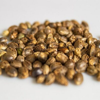 Cannabis Seeds Min 1200X1200 Cropped 1