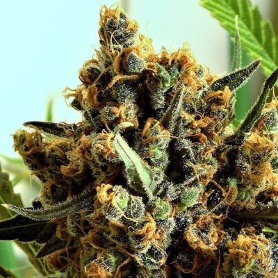 Buy Feminized Cannabis Seeds In Australia