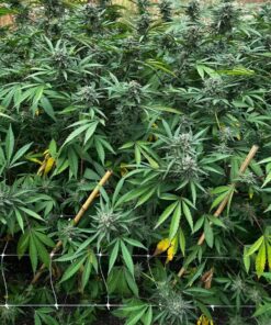 Supreme Genetix Archives