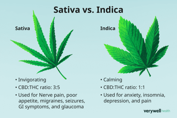 INDICA VS SATIVA SEEDS Indica Vs Sativa Seeds